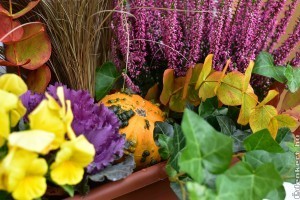 Őszi virágládák beültetéséhez néhány tipp