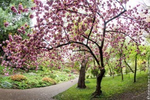 Cseresznyevirágzással ünneplik a tavaszt