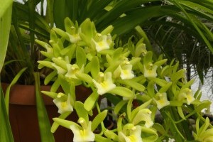 Indonézia csodálatos orchideái
