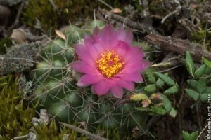 Kaktuszkiállítás 2016: a pampák virágoskertje