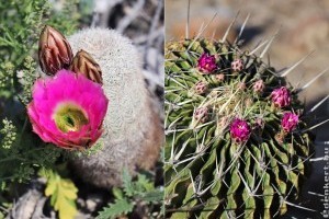 Mexikó szúrós csodái - kaktuszkiállítás a Füvészkertben