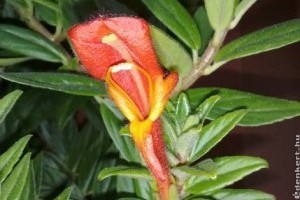 Az örökzöld kislevelű szájvirág (Columnea microphylla)