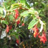 Viaszbegónia (Begonia fuchsioides)