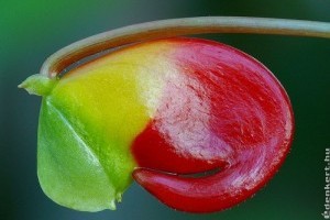 Papagájcsőr virág (Impatiens niamniamensis)