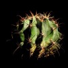 Ördögnyelvkaktusz (Ferocactus latispinus)