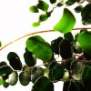 Kereklevelű sziklapáfrány (Pellaea rotundifolia)
