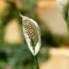 Spatifillum (Spathiphyllum hibridek)
