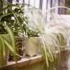 Zöldike, a legjobb légtisztító szobanövény