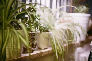 Zöldike, a legjobb légtisztító szobanövény
