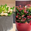 Régi-új szobanövény kedvenc: Pompás kutyatej (Euphorbia milii)