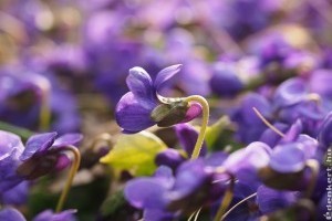 Virágkonyha: illatos ibolyatorta és kandírozott virágszirom