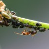 Károsak-e a kertben a hangyák?