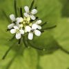 Mit kell tudni a kányazsomborról (Alliaria petiolata)?