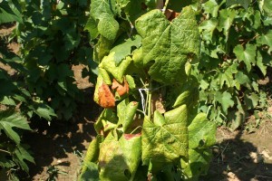 Két újabb borvidéket veszélyeztet a szőlő aranyszínű sárgaság betegséget okozó fitoplazma