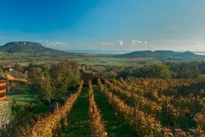 A teljes Badacsony-hegy zárlat alá kerül a szőlő aranyszínű sárgaság betegség miatt