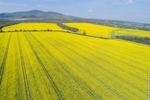 Év végétől új növény-egészésgügyi szabályozás lép életbe az EU-ban