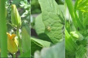 Növényvédelmi előrejelzés: július a kertekben (poloskák, gombák, molyok)