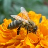 Méhek az atkák ellen