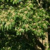 Japán mazsolafa - az alkoholisták fája