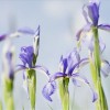 Fátyolos nőszirmot (Iris spuria) találtak a nyíregyházi Oláh-réten