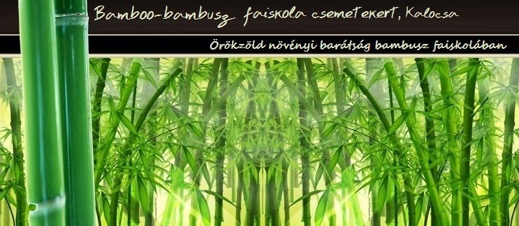 BAMBOO-BAMBUSZ FAISKOLA