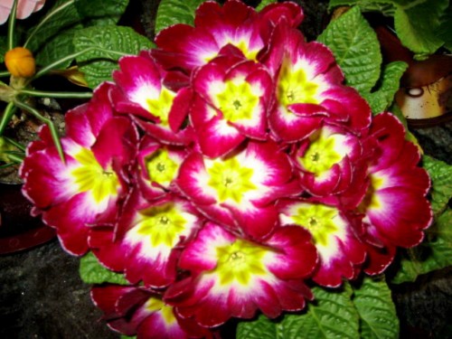 Kankalin (Primula)