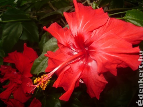 hibiscus