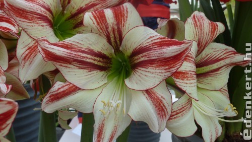 Hippeastrum