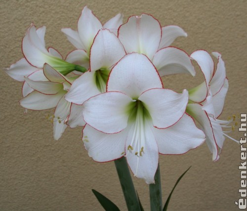 Amaryllis