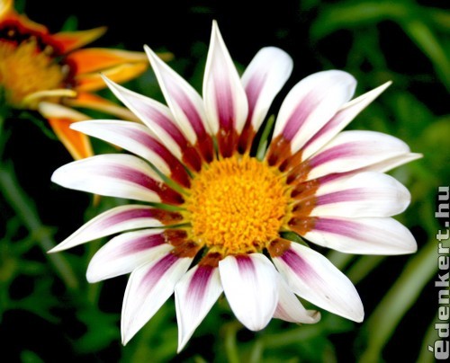 Gazania