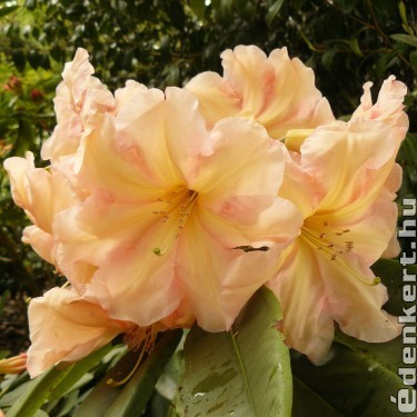 Rhododendron