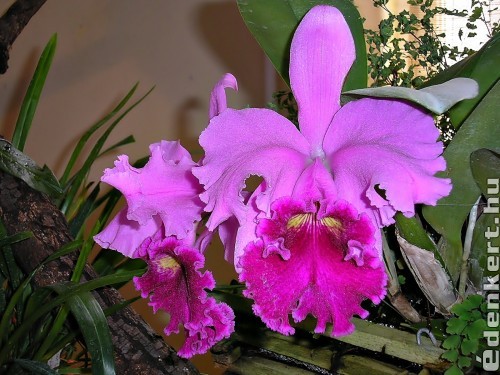 Orchidea