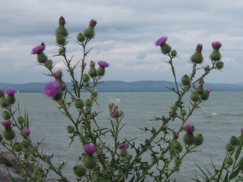 Balatonpart