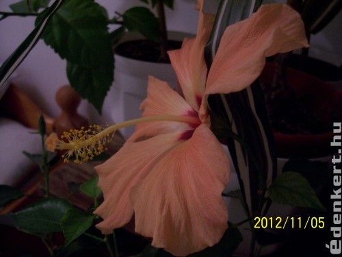 Hibiscus