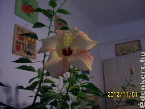 Novemberi Hibiscus