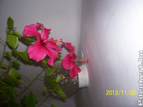 Hibiscus,rózsaszín