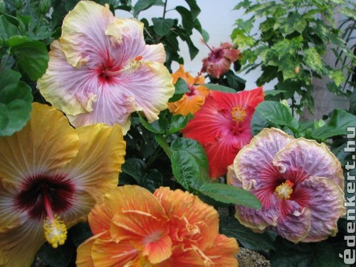 Hibiscus