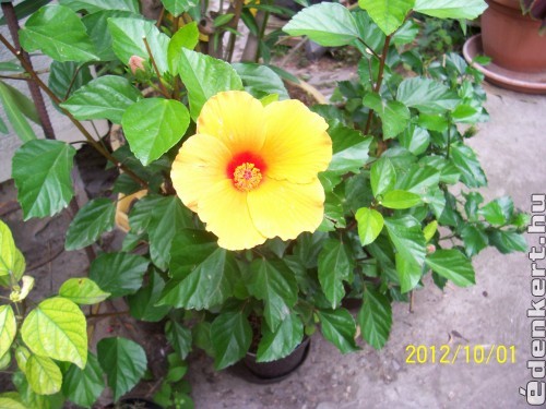 Hibiscus