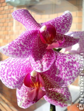 Orchidea