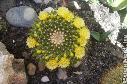 mammilaria kaktusz