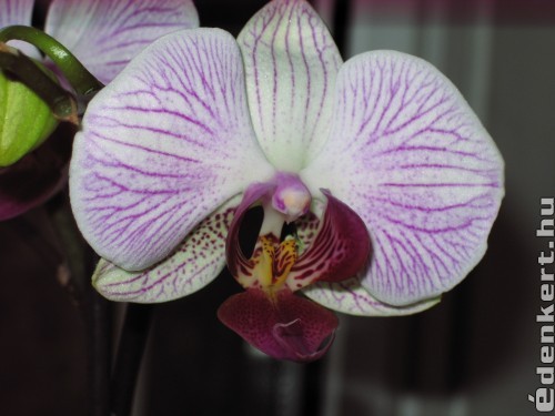 Orchidea