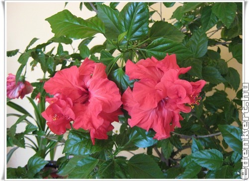 Hibiszkusz