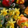 Hogyan ültessük a tavaszi hagymás virágokat?