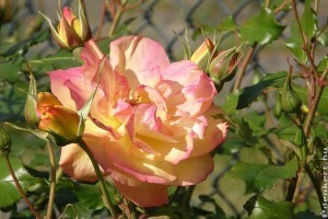 A rózsabokrok gondozása lépésről lépésre - 1. rész