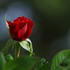 Rózsa: több ezer éves legendák és mítoszok