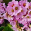 10 kedvelt tavaszi virág