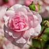 A rózsák metszése (teahibrid, floribunda és bokorrózsák)