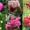 10 kedvenc évelő virág, amely szeptembertől szaporítható