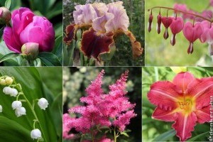 10 kedvenc évelő virág, amely szeptembertől szaporítható
