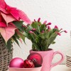Milyen növények illenek a karácsonyi hangulathoz? Dobd fel a decembered!